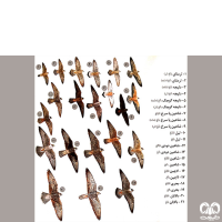 گونه لاچین Lanner Falcon